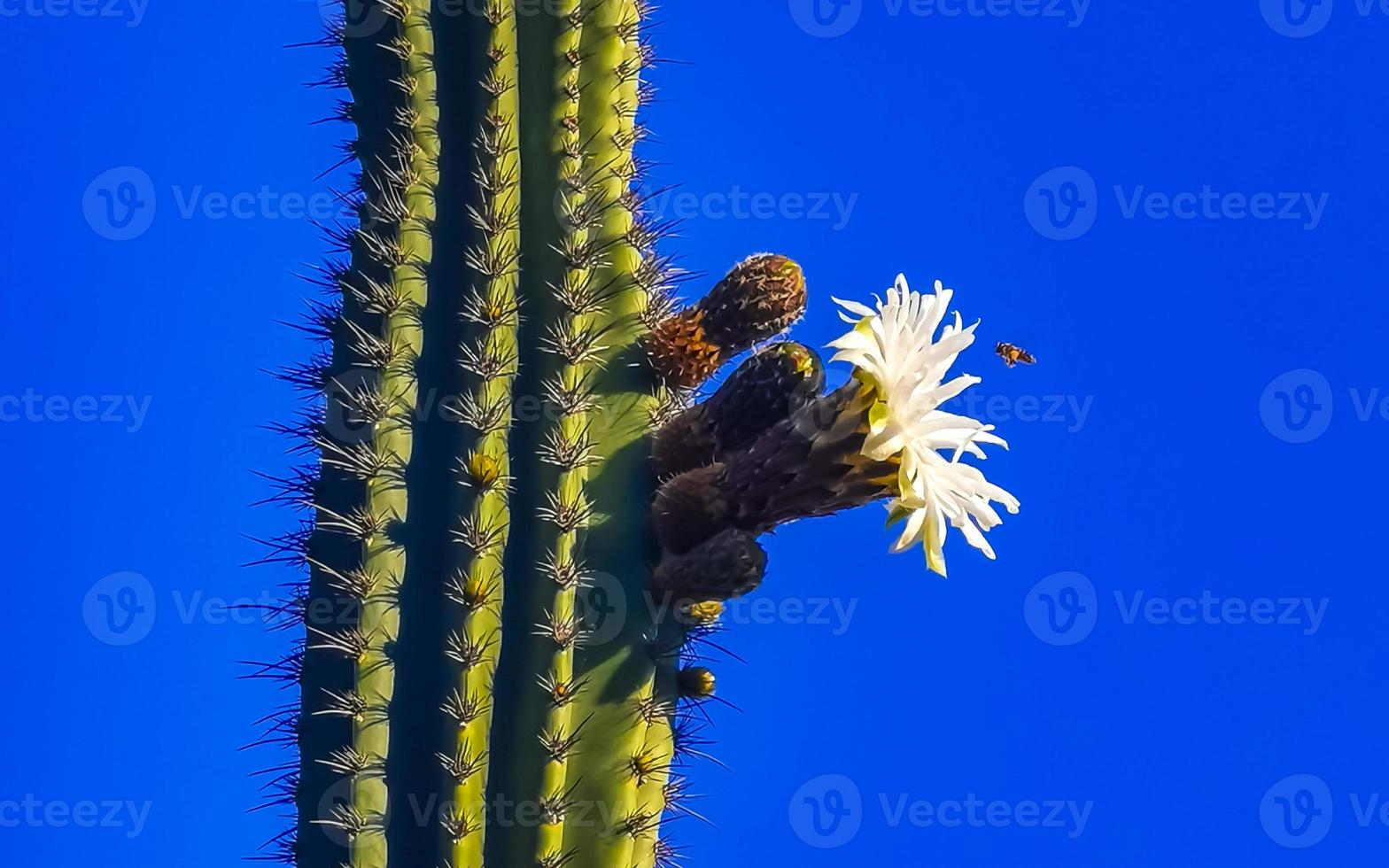 Tropical cacti cactus plants with white flower blossom Mexico. photo
