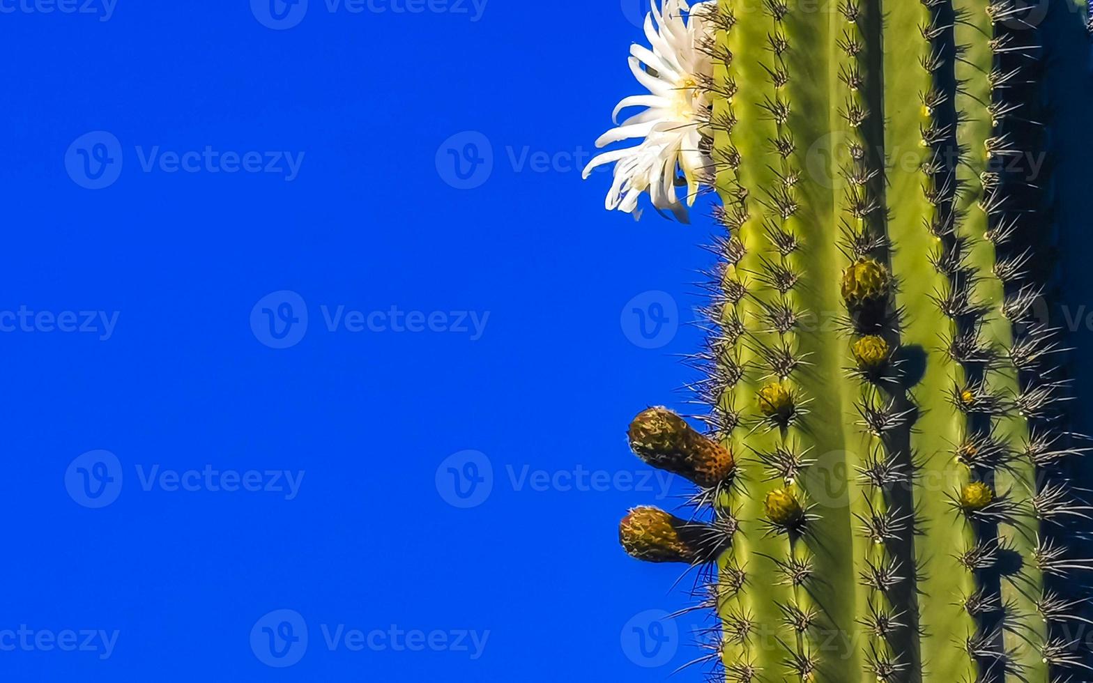 Tropical cacti cactus plants with white flower blossom Mexico. photo