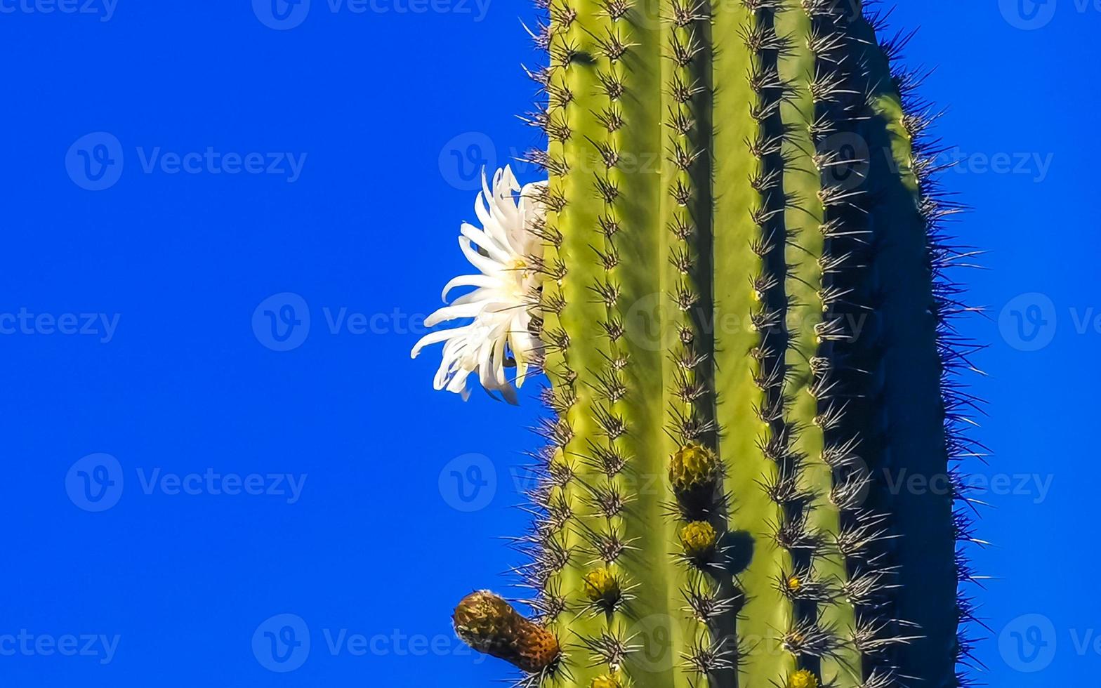 Tropical cacti cactus plants with white flower blossom Mexico. photo