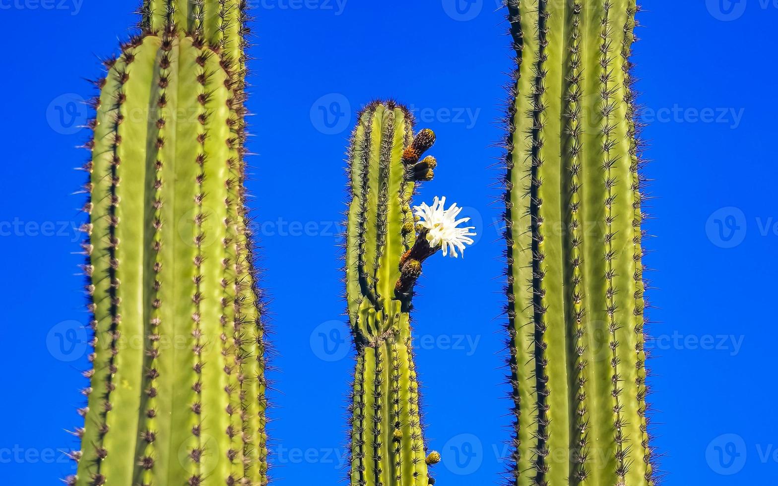 Tropical cacti cactus plants with white flower blossom Mexico. photo