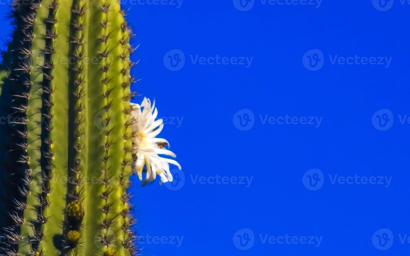 Tropical cacti cactus plants with white flower blossom Mexico. photo