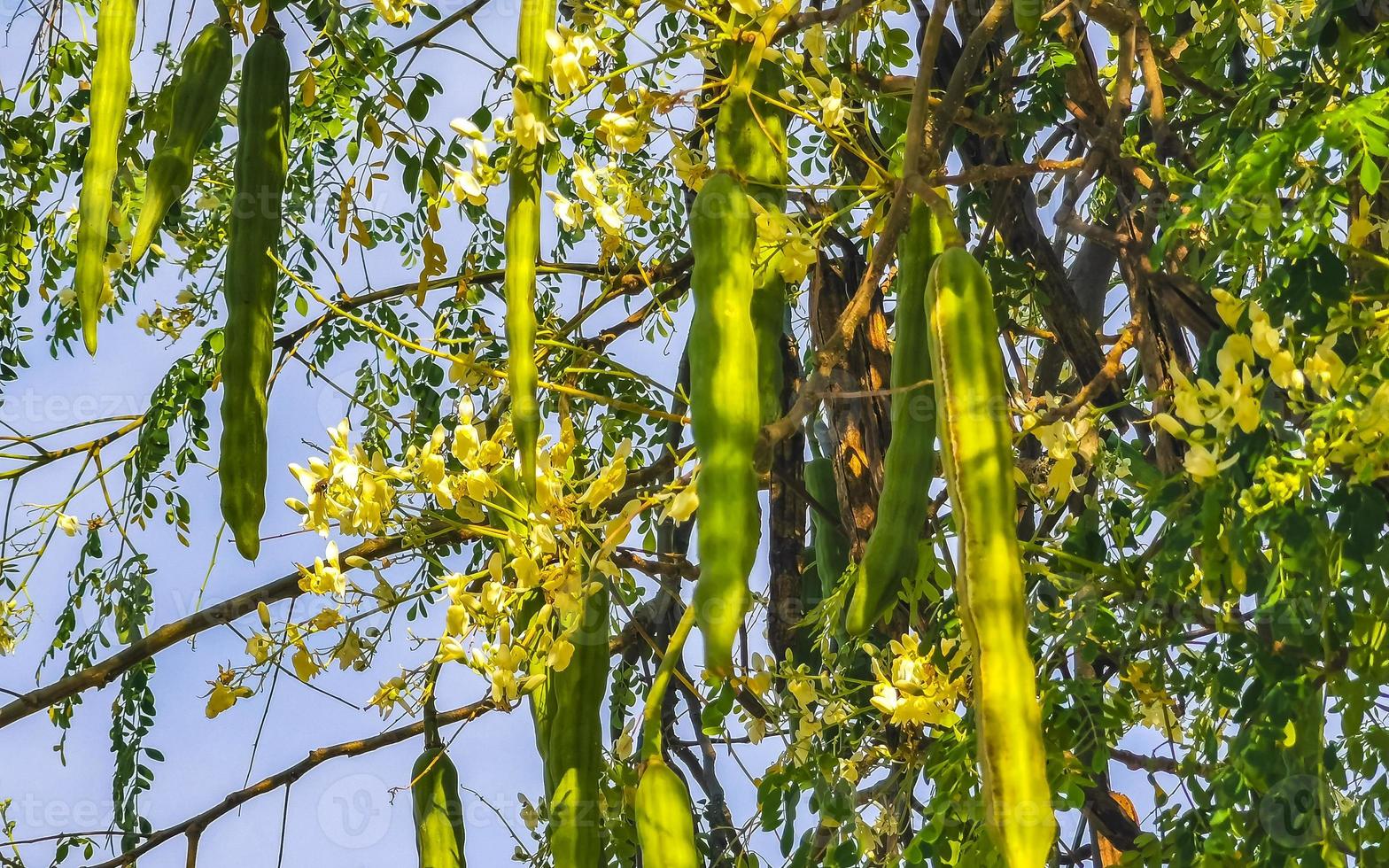 Seeds of moringa tree on green tree with blue sky Mexico. photo