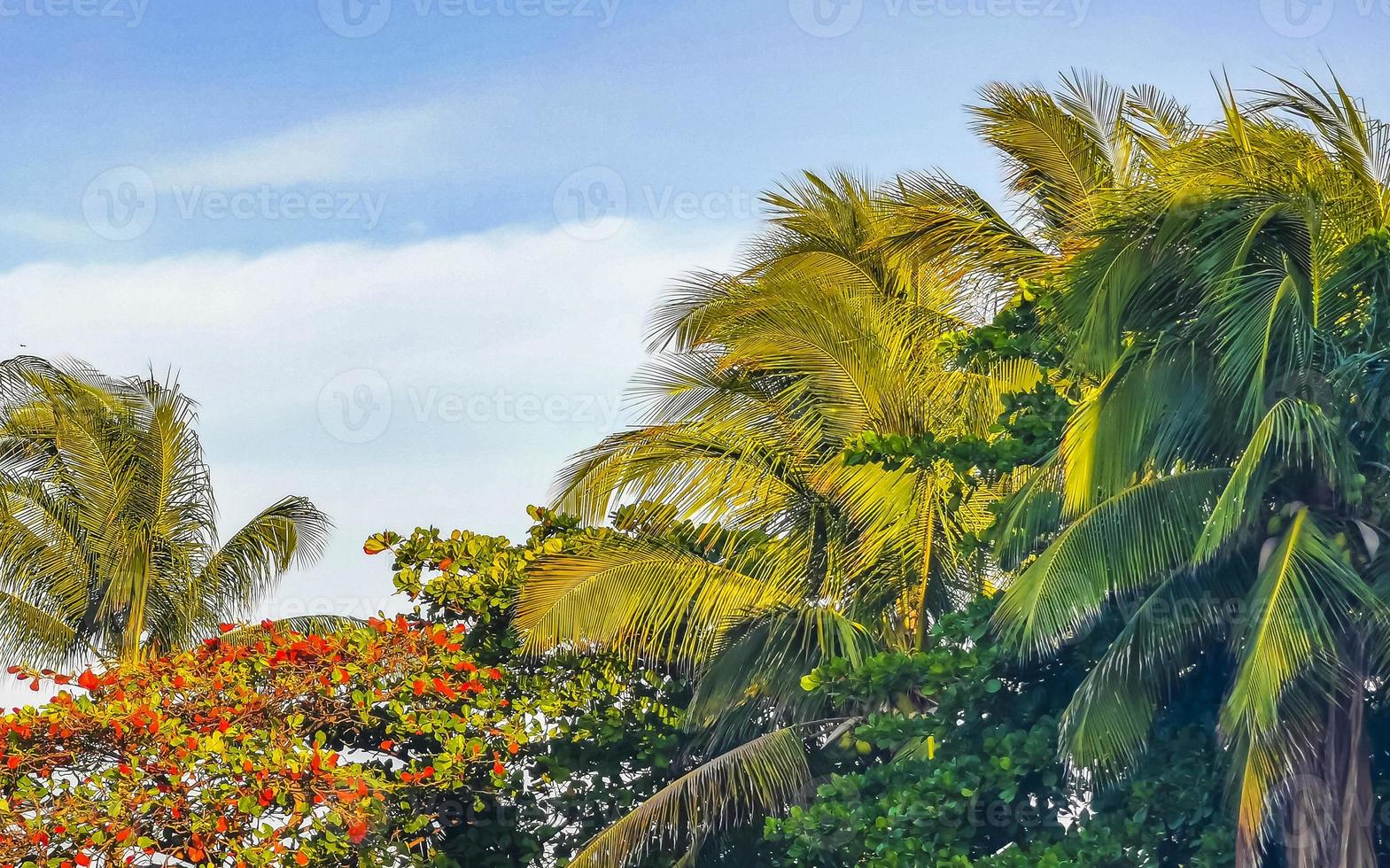 palmeras naturales tropicales cocos cielo azul en méxico. foto