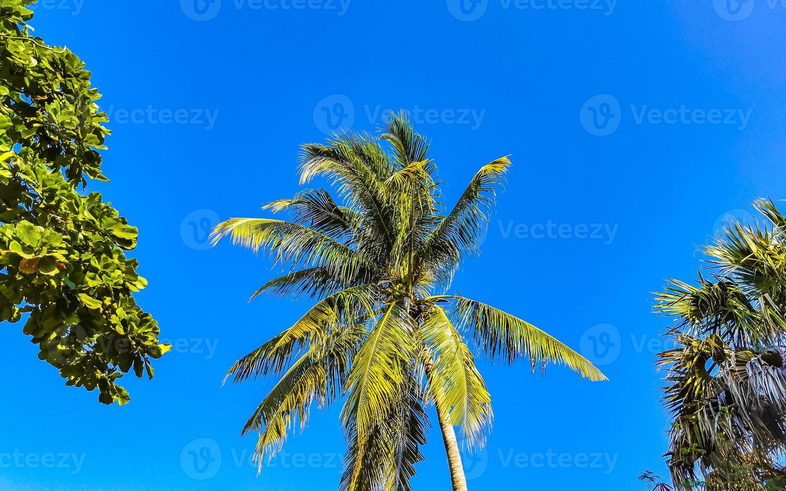 Tropical natural palm tree coconuts blue sky in Mexico. photo