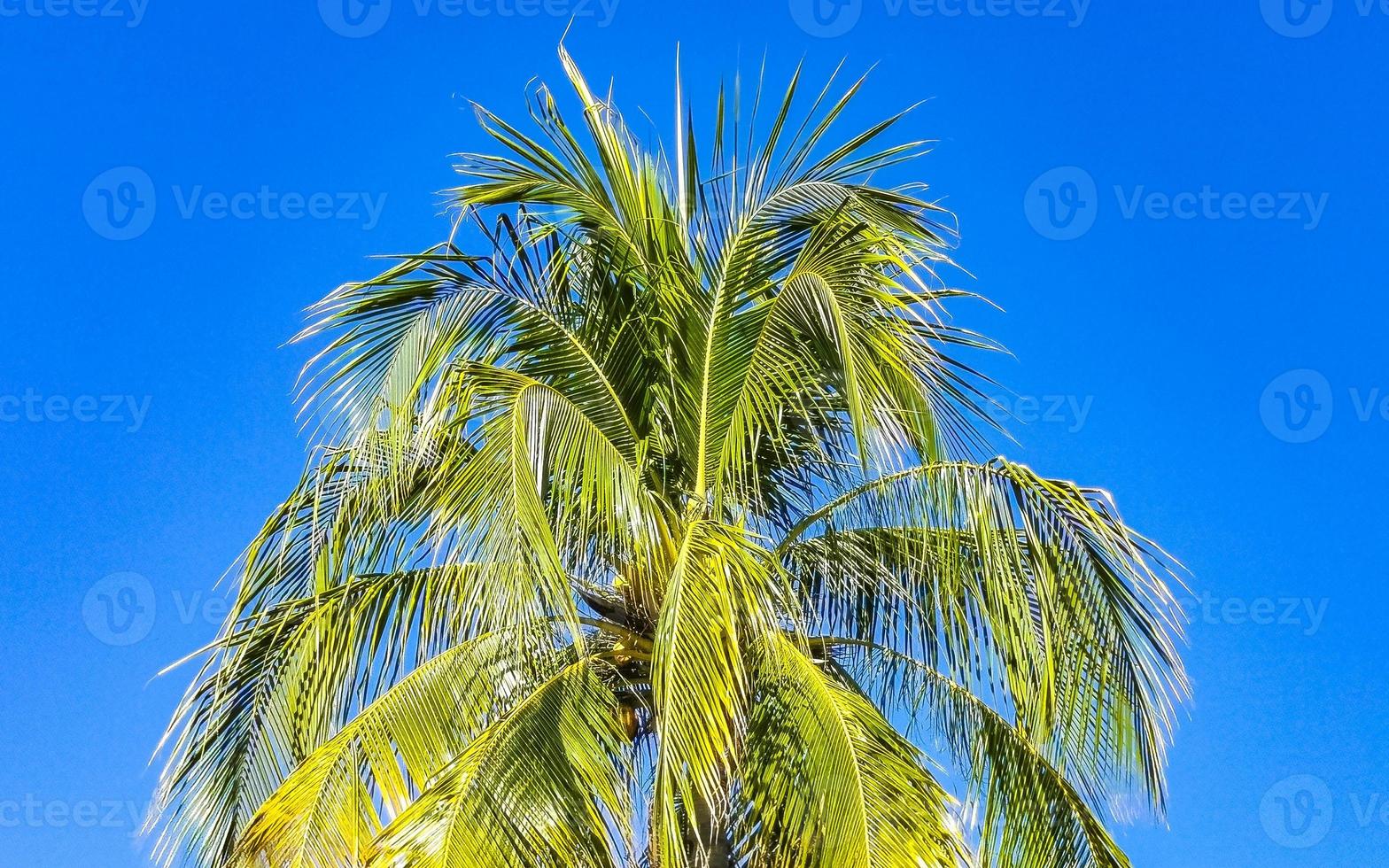 Tropical natural palm tree coconuts blue sky in Mexico. photo