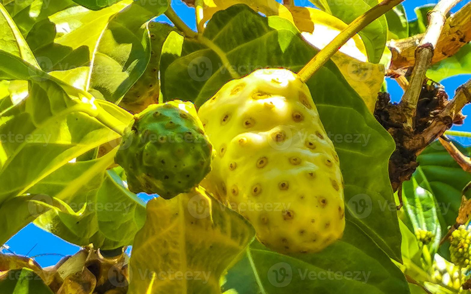 Noni fruit Morinda citrifolia with flowers popular with ants Mexico. photo