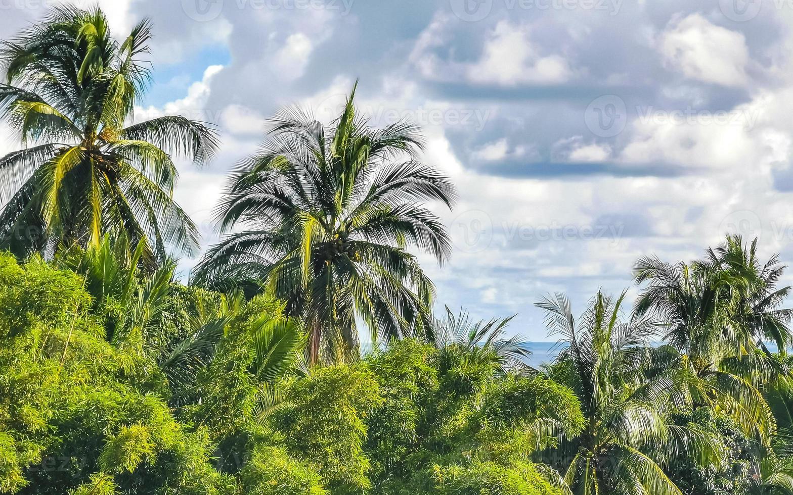 palmeras naturales tropicales cocos cielo azul en méxico. foto