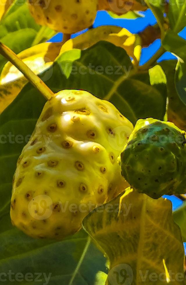 Noni fruit Morinda citrifolia with flowers popular with ants Mexico. photo