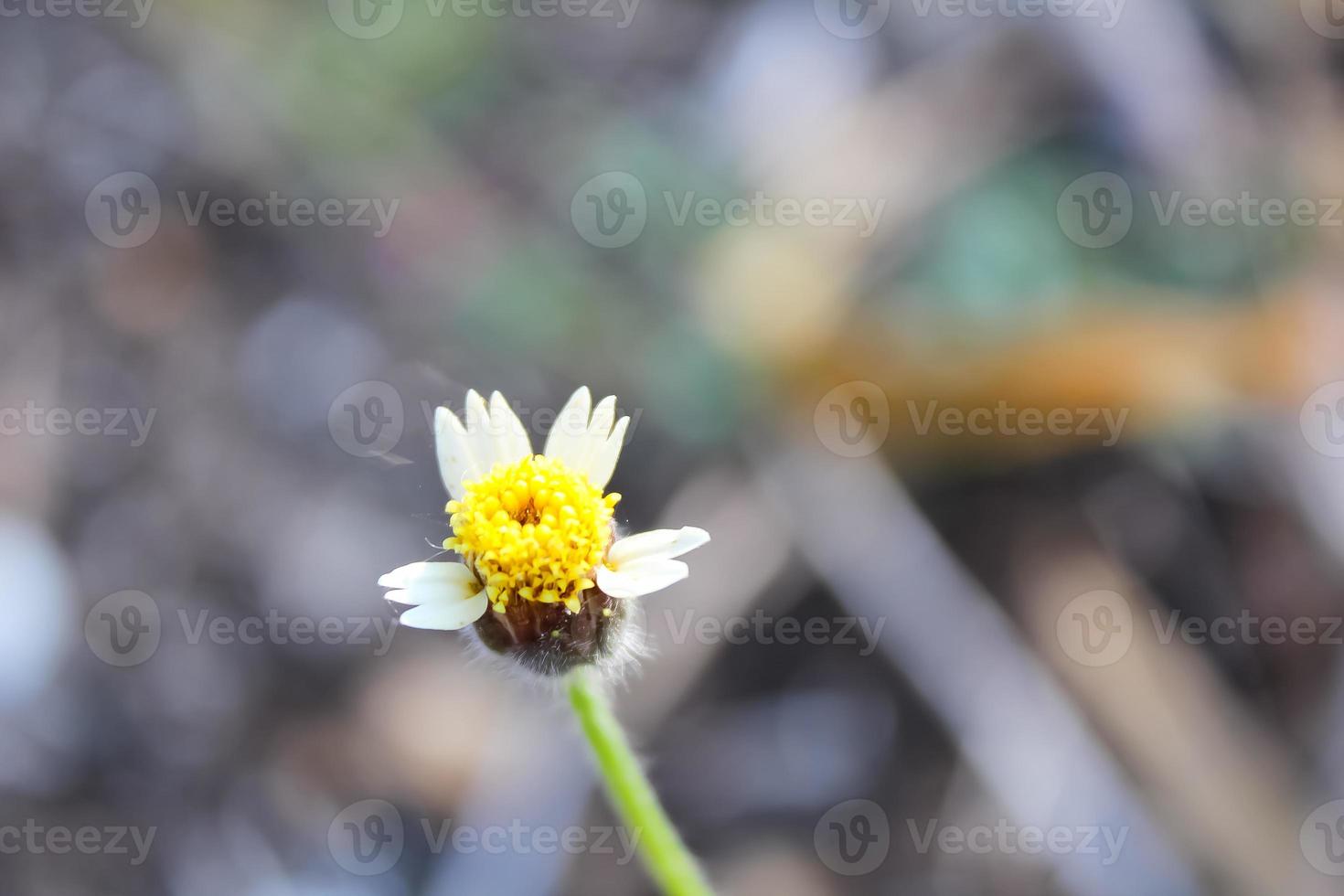 Beautiful Tridax procumbens closeup background photo