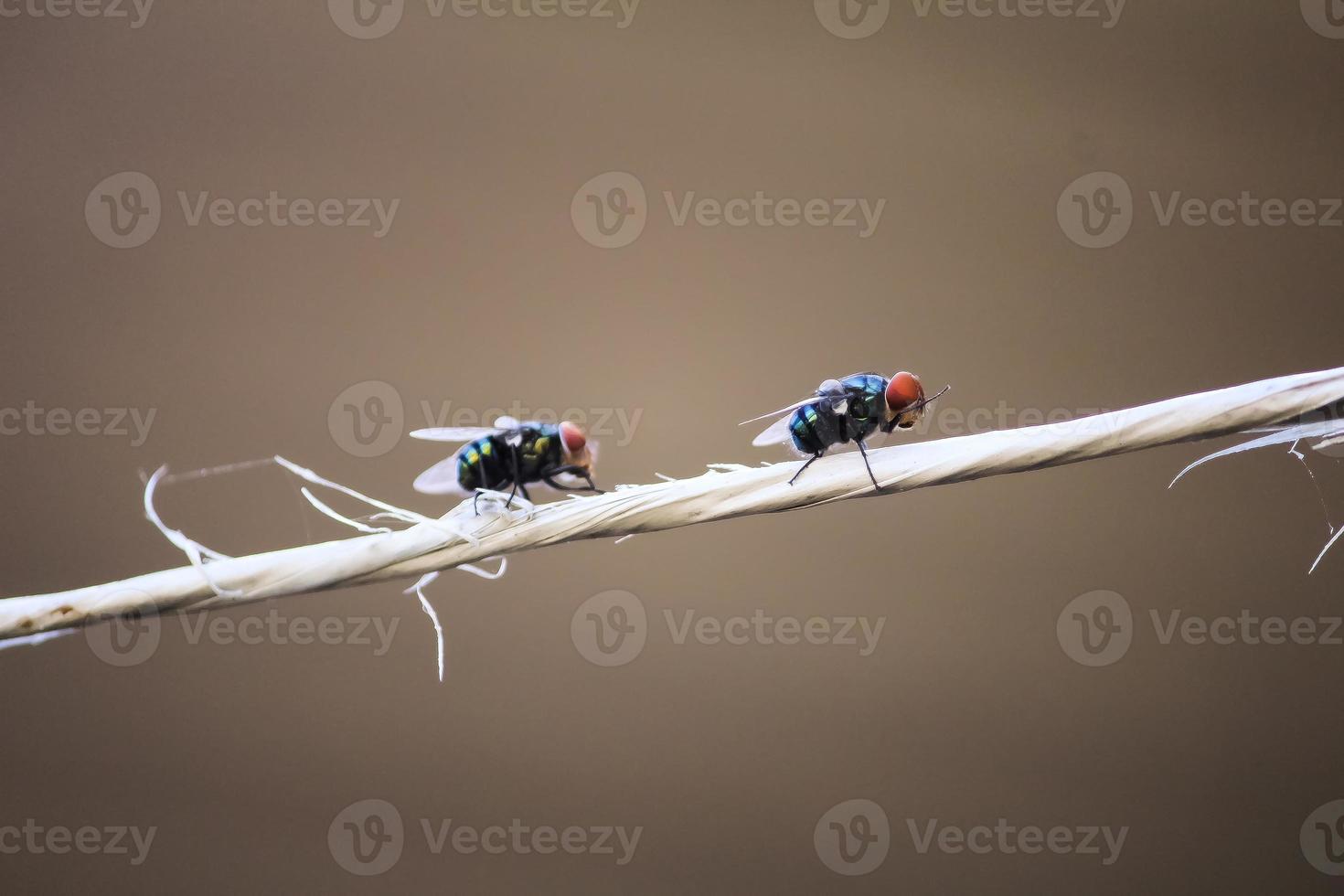 Two Chrysomya megacephala were walking on the rope photo