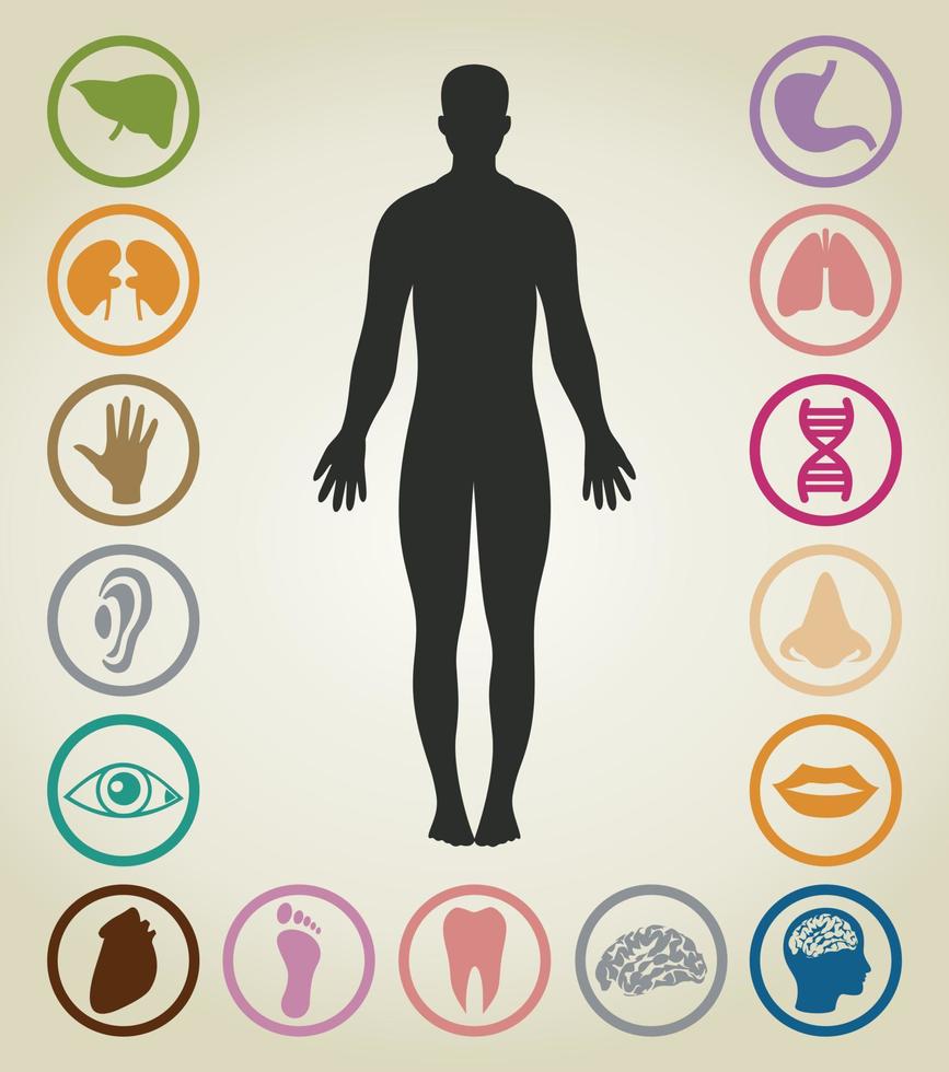 Set of bodies of the person. A vector illustration