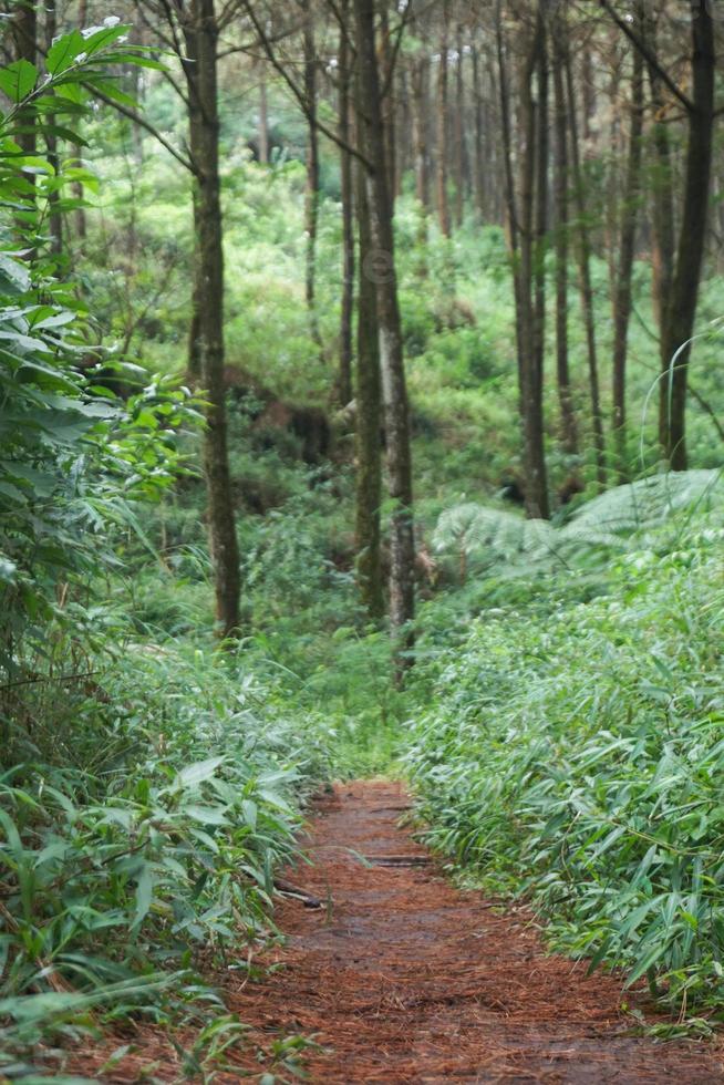 forest path, hiking trail, View of road in pine forest in early morning. photo