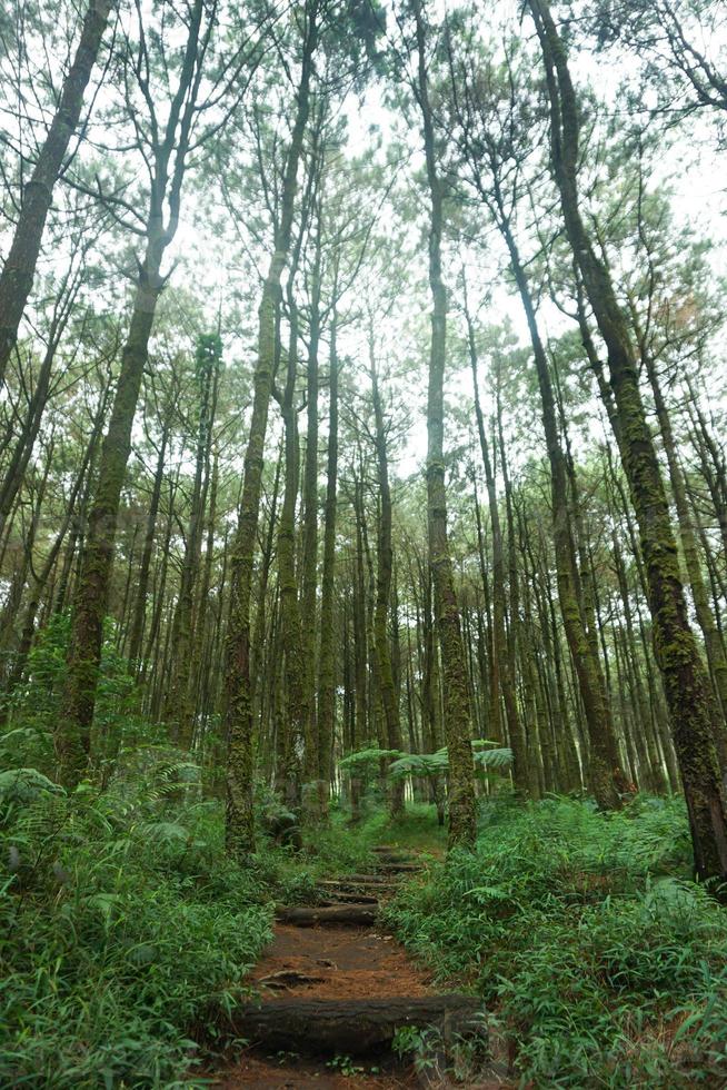 forest path, hiking trail, View of road in pine forest in early morning. photo