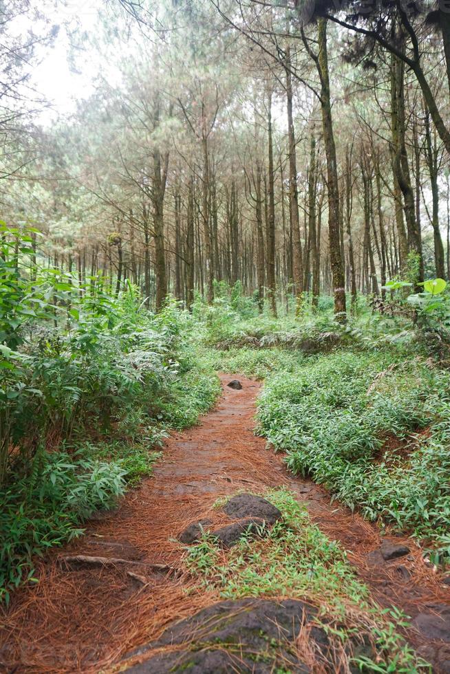 forest path, hiking trail, View of road in pine forest in early morning. photo