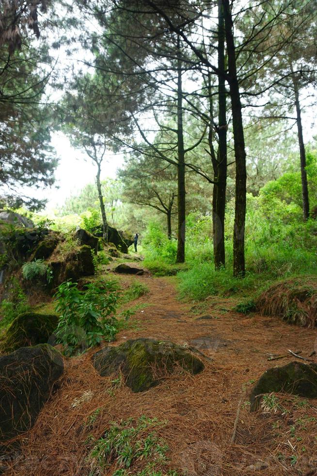 forest path, hiking trail, View of road in pine forest in early morning. photo