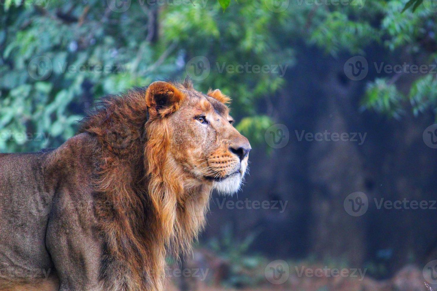 Asiatic male lion photo