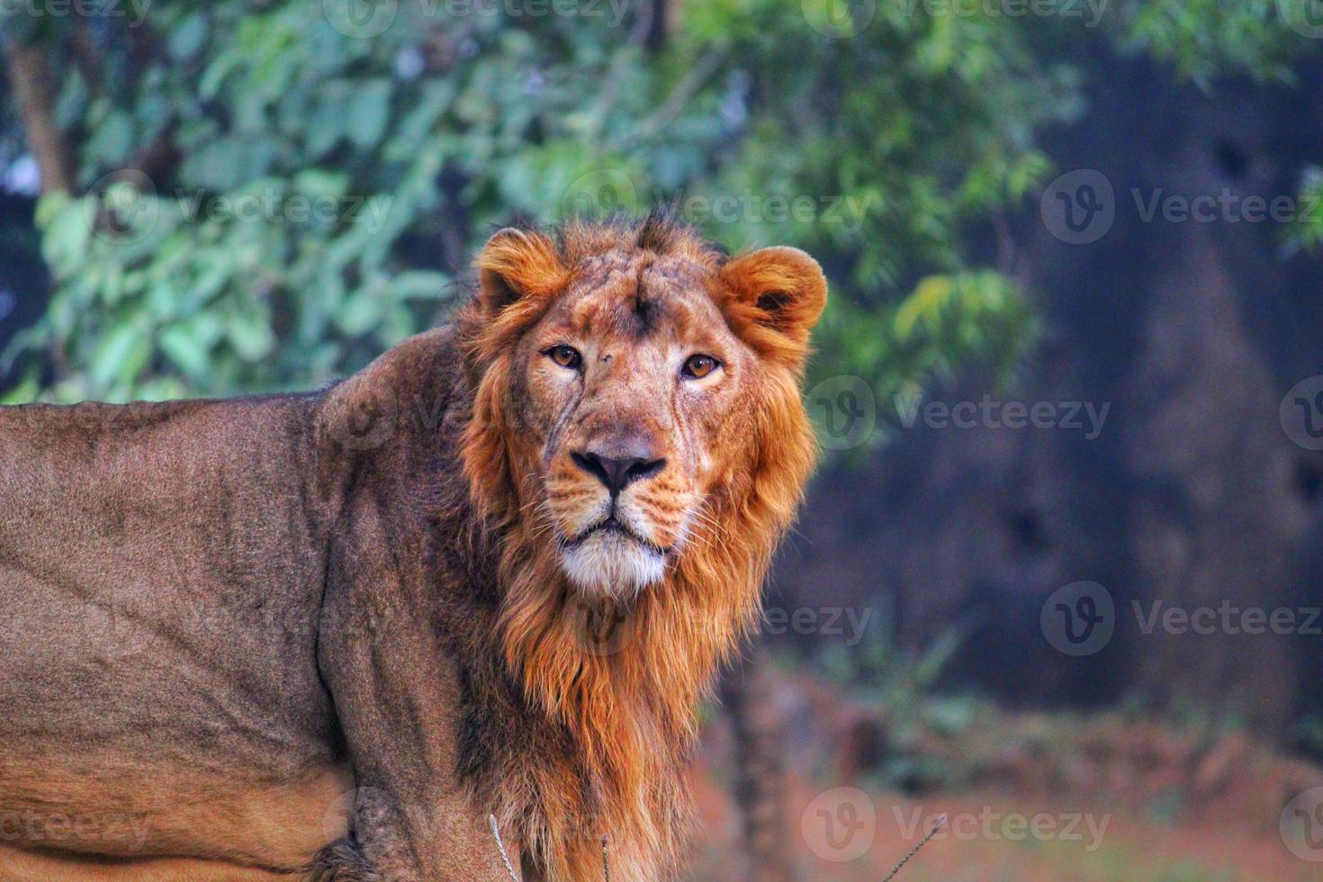 Asiatic male lion photo