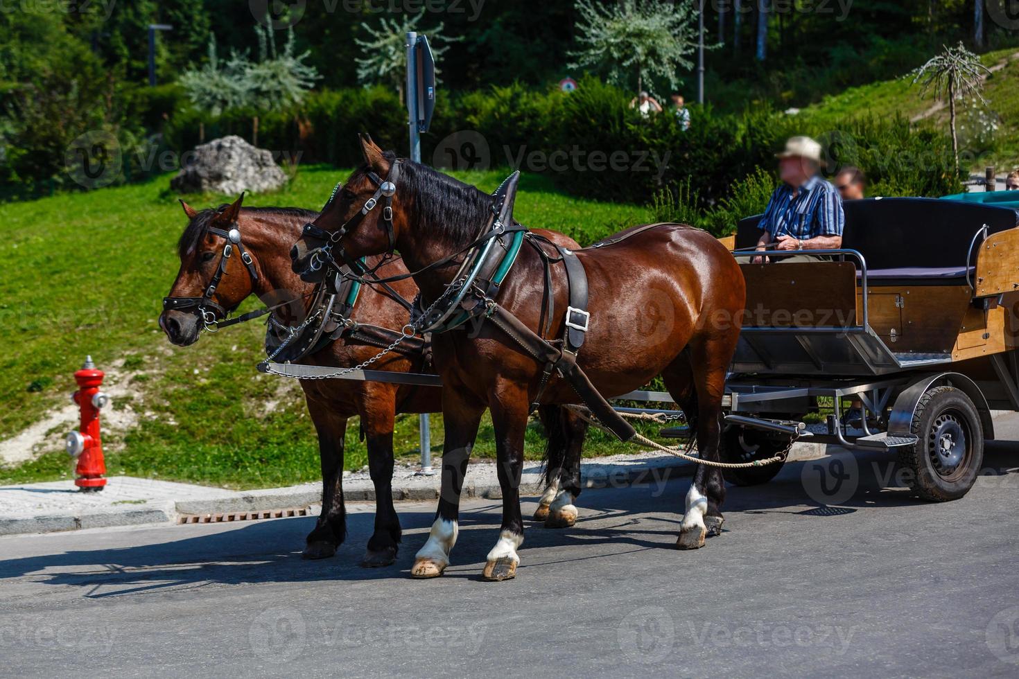 horse wagon on the meadow in village photo