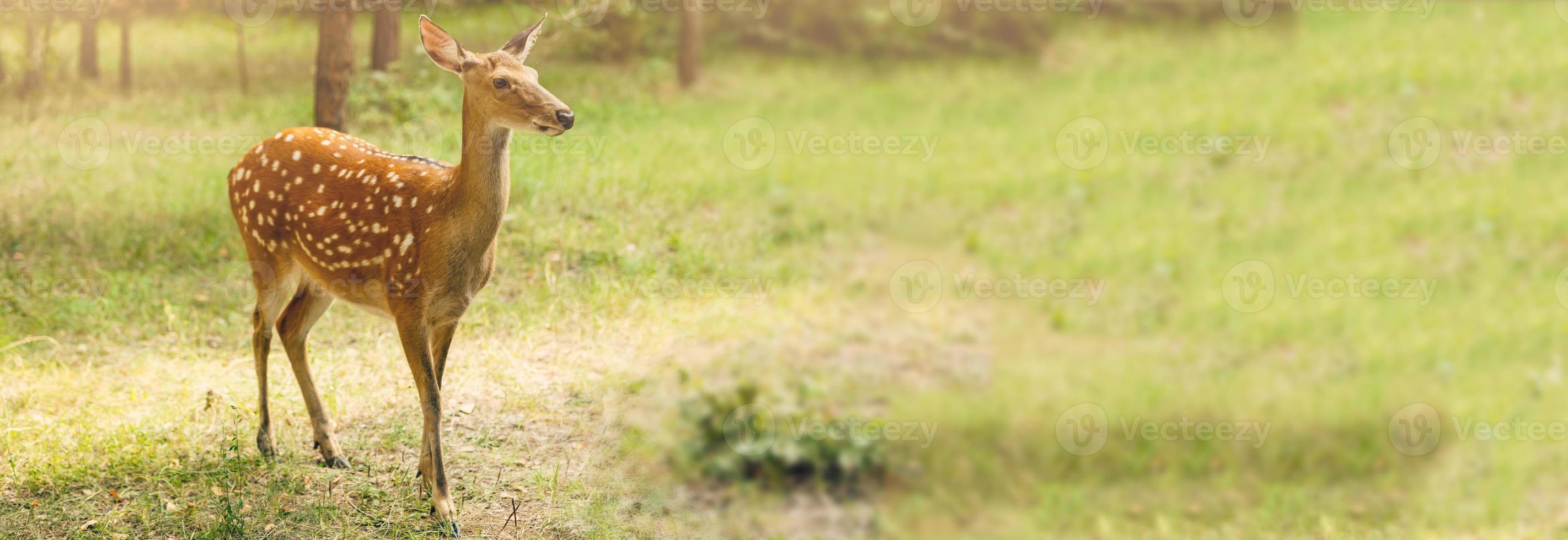 A white-tailed deer fawn standing in a meadow photo
