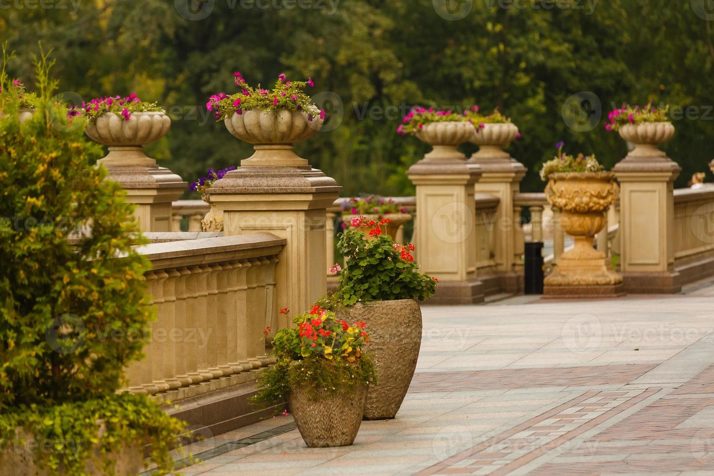 Red flowers in flower pots in the garden photo