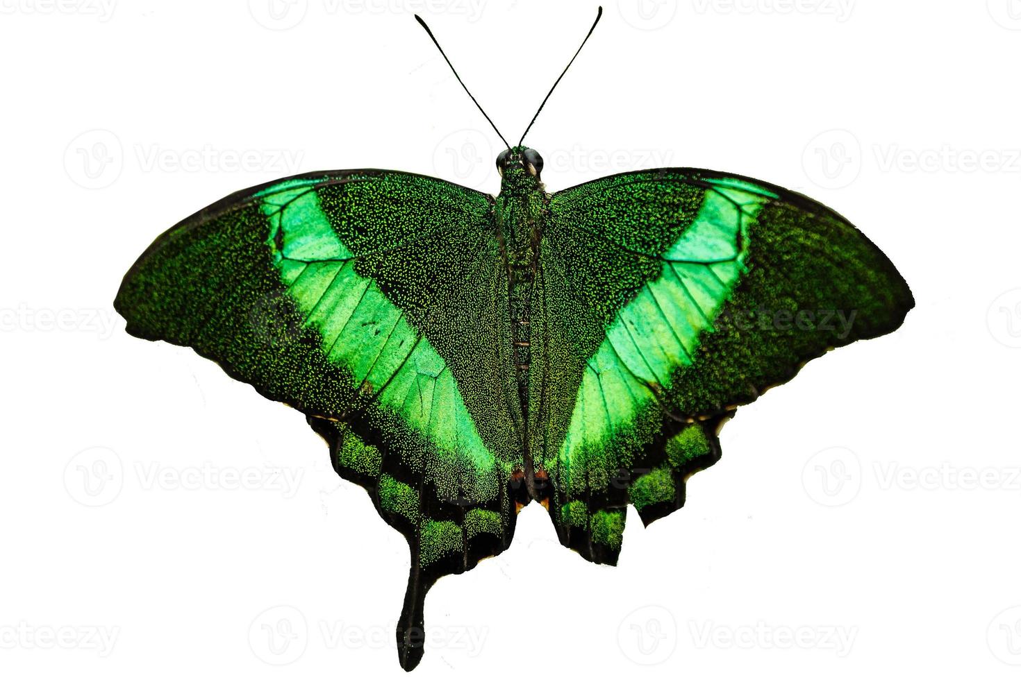 Beautiful Green butterfly upper wing profile flying up. photo