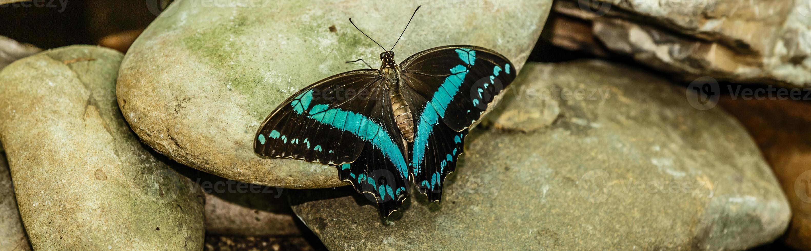 mariposa descansando en el rock foto