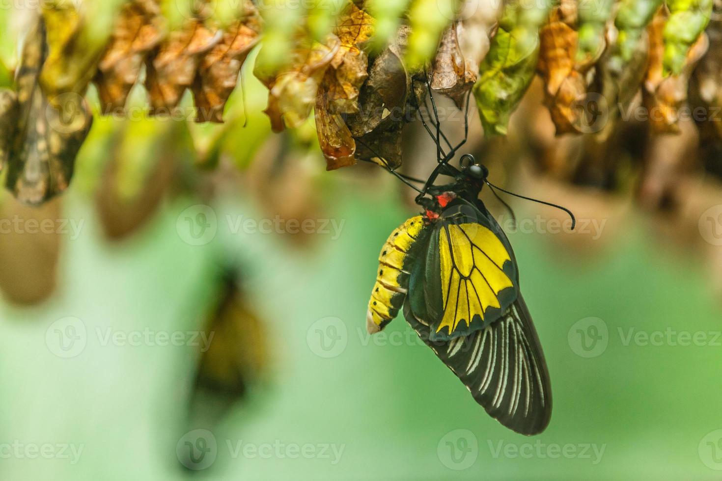 Newborn butterfly and the green cocoons photo