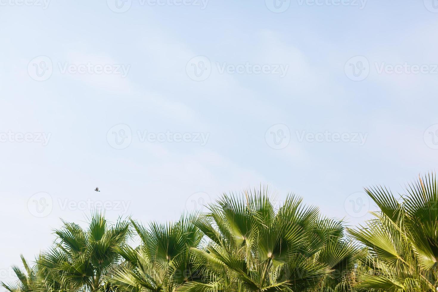Palm trees against blue sky, Palm trees at tropical coast, vintage toned and stylized, coconut tree, summer tree, retro photo