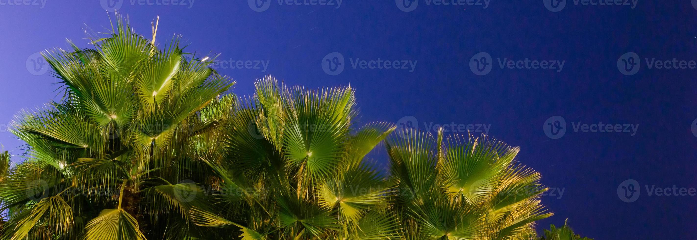 Palm trees against blue sky, Palm trees at tropical coast, vintage toned and stylized, coconut tree, summer tree, retro photo