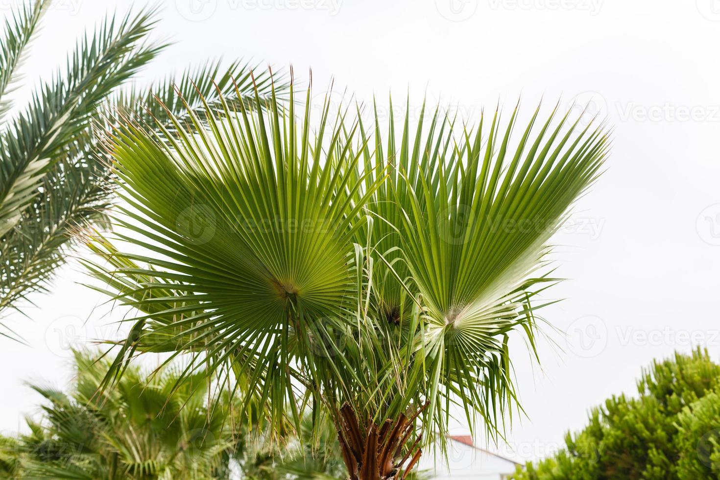 Palm trees against blue sky, Palm trees at tropical coast, vintage toned and stylized, coconut tree, summer tree, retro photo