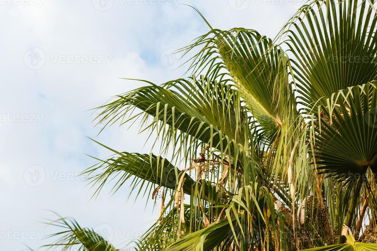 Palm trees against blue sky. photo
