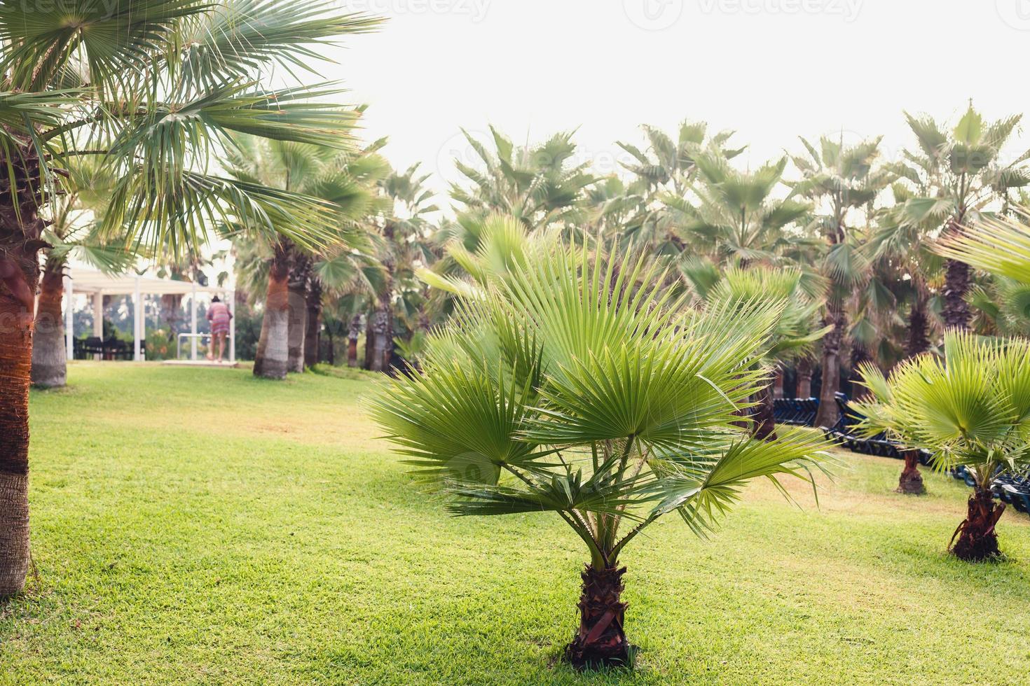 Palm trees against blue sky, Palm trees at tropical coast, vintage toned and stylized, coconut tree, summer tree, retro photo