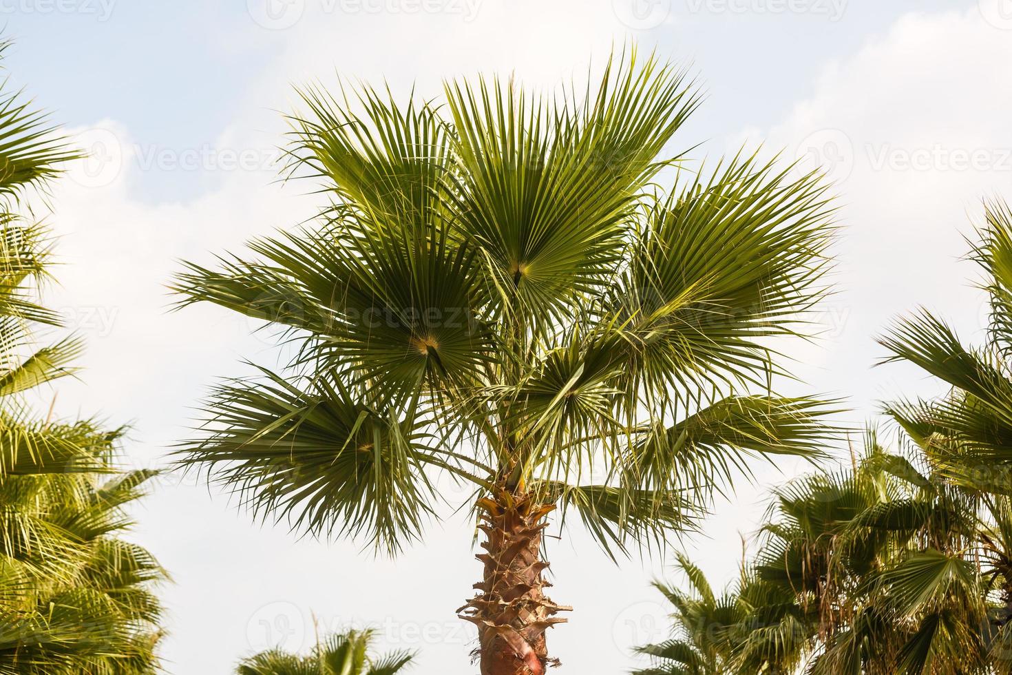 Palm trees against blue sky, Palm trees at tropical coast, vintage toned and stylized, coconut tree, summer tree, photo