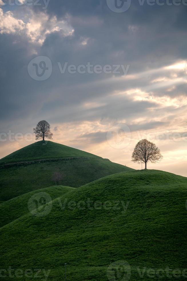 Trees standing on hills during the sunset photo