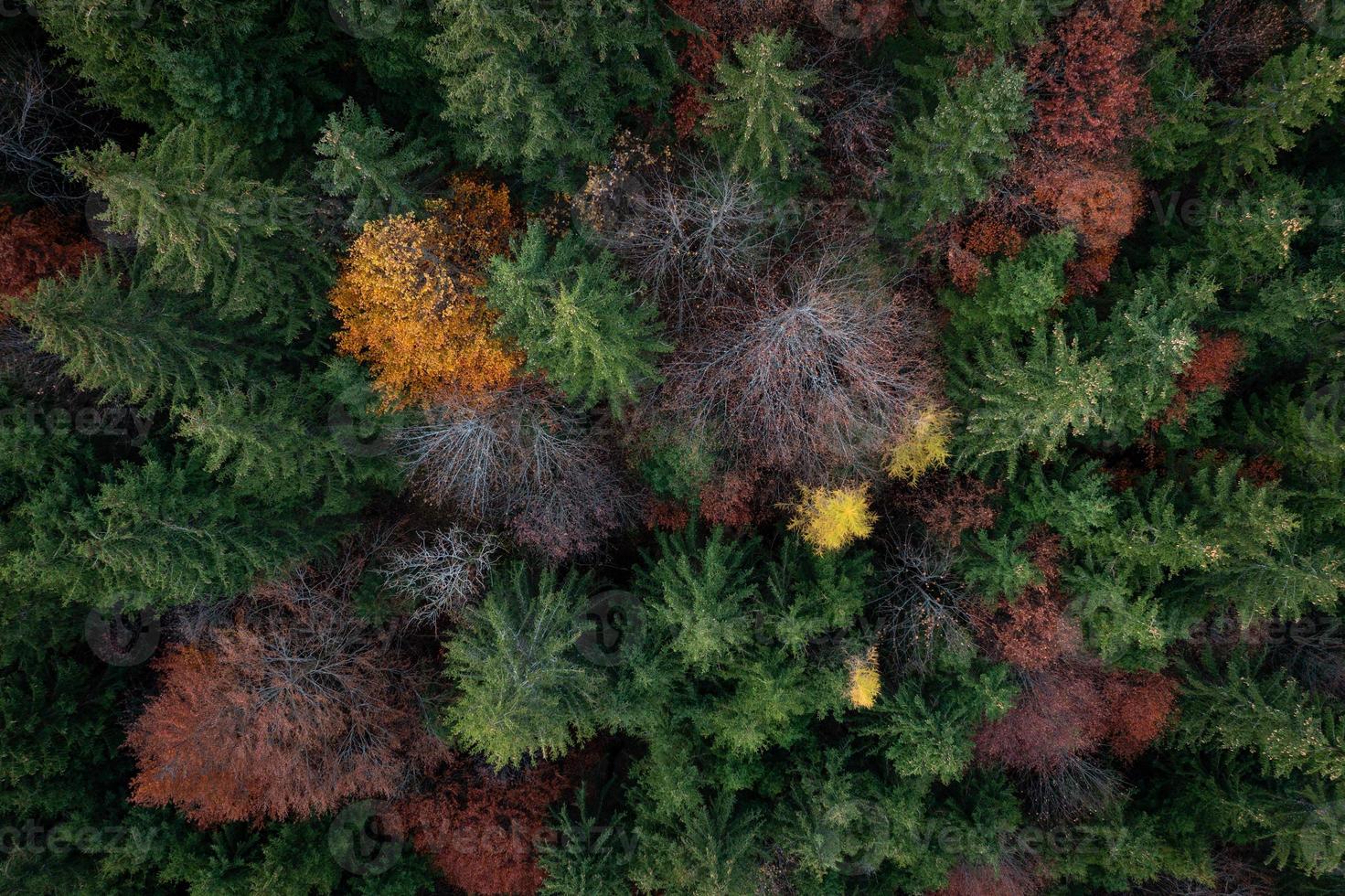 colorful conifers in autumn photographed from above photo