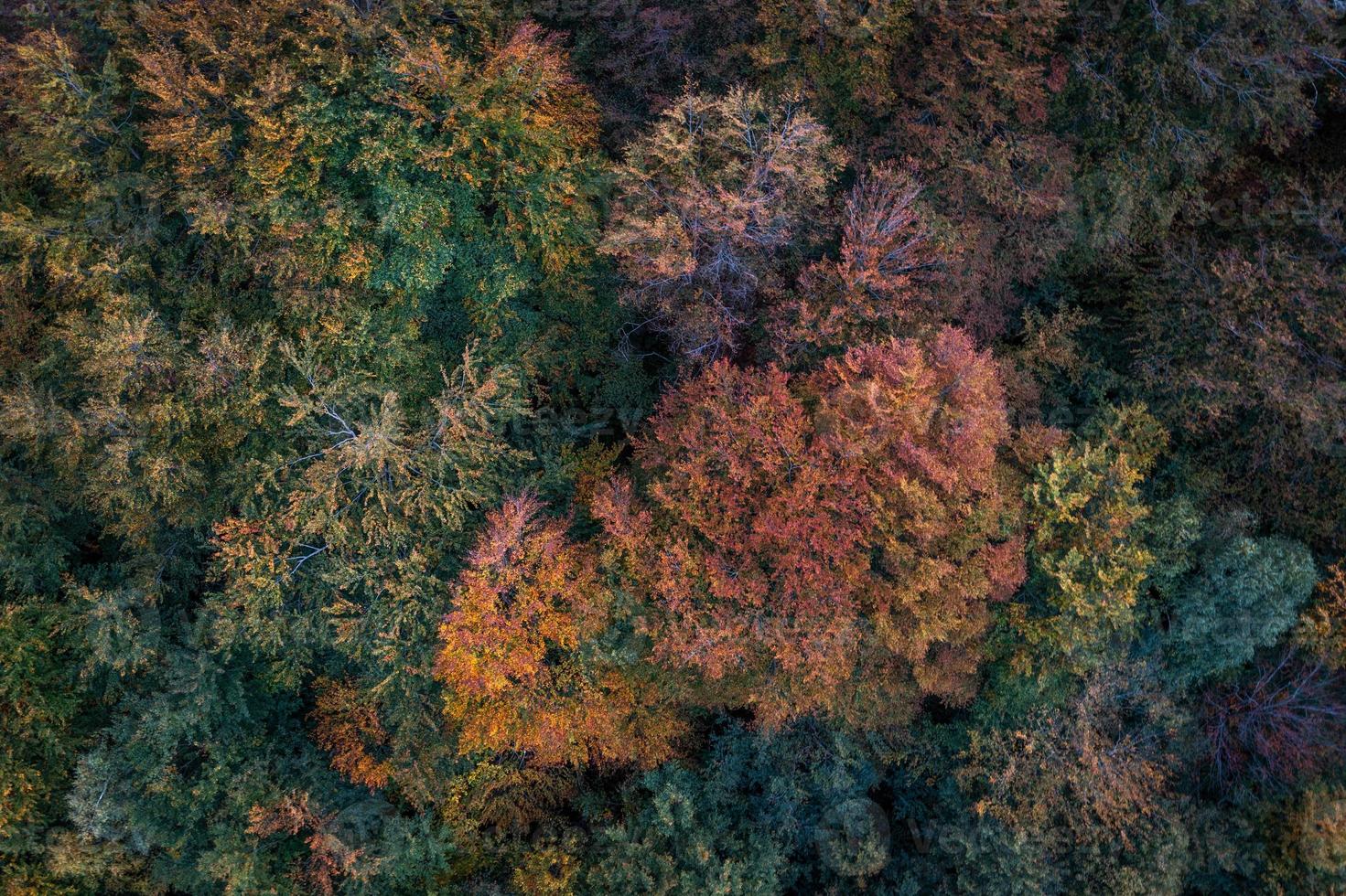 Colorful autumn trees photographed from above photo