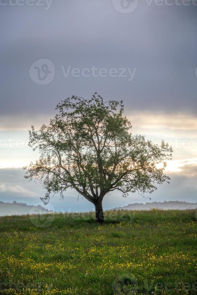 un árbol en un prado durante lluvioso clima foto