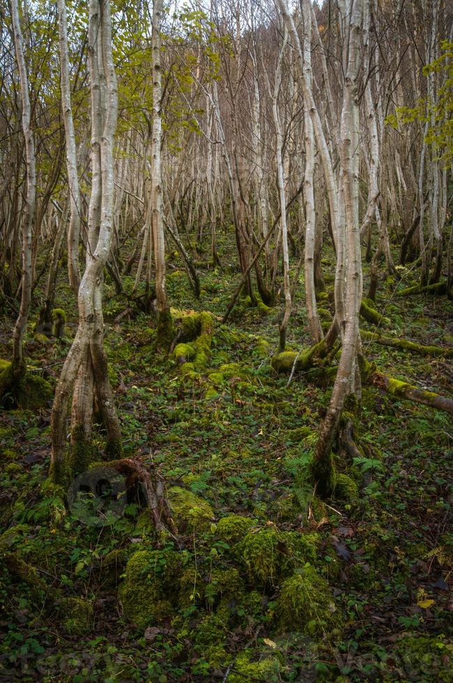 A forest with moss floor and small trees photo