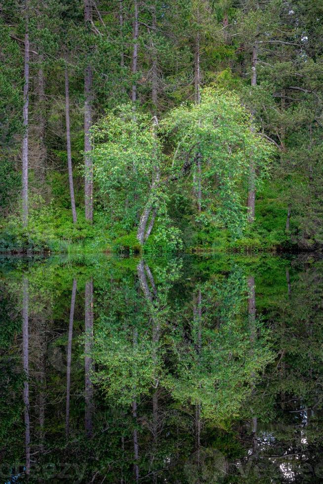 A tree that reflects itself in the water photo