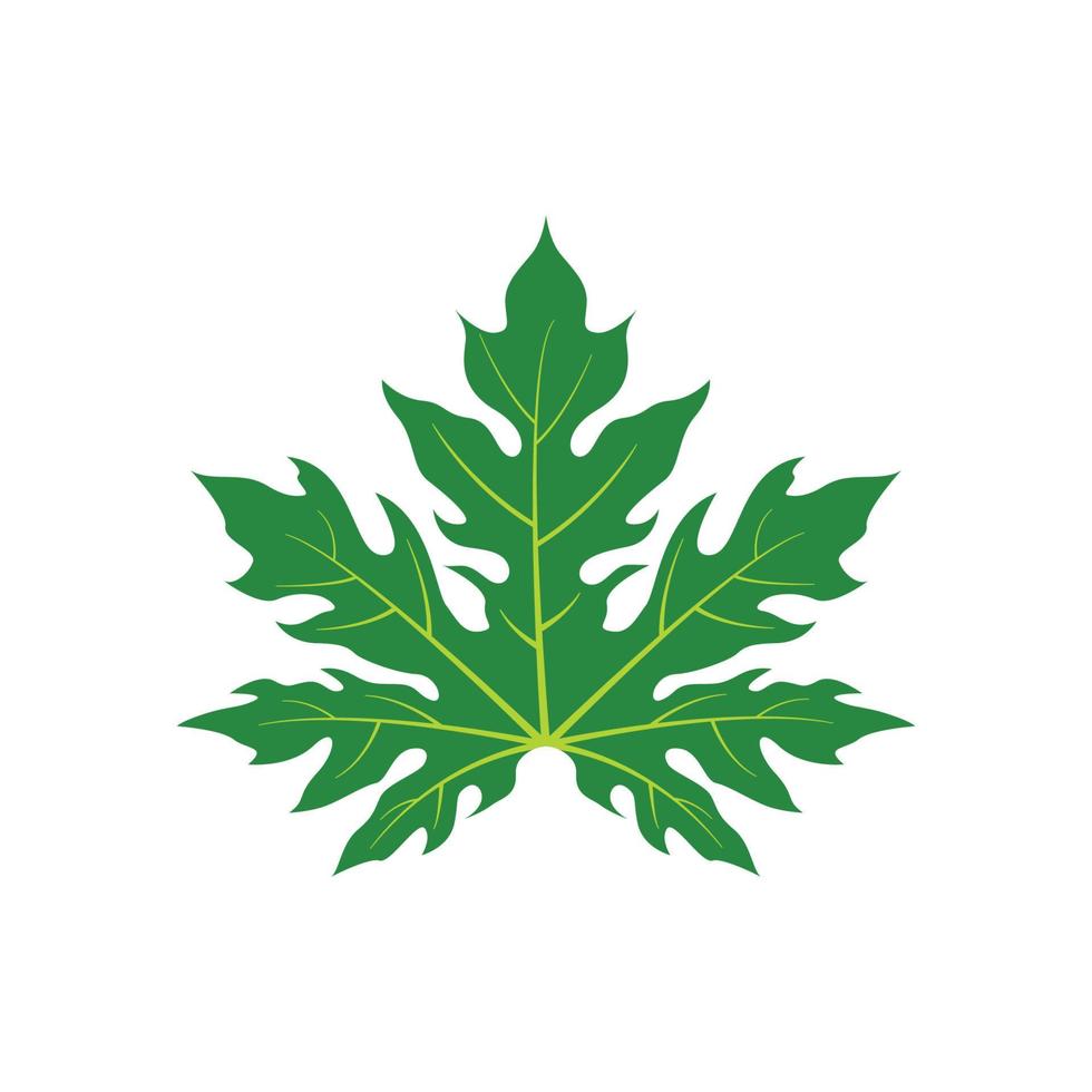 Papaya Leaf Papaya Leaf