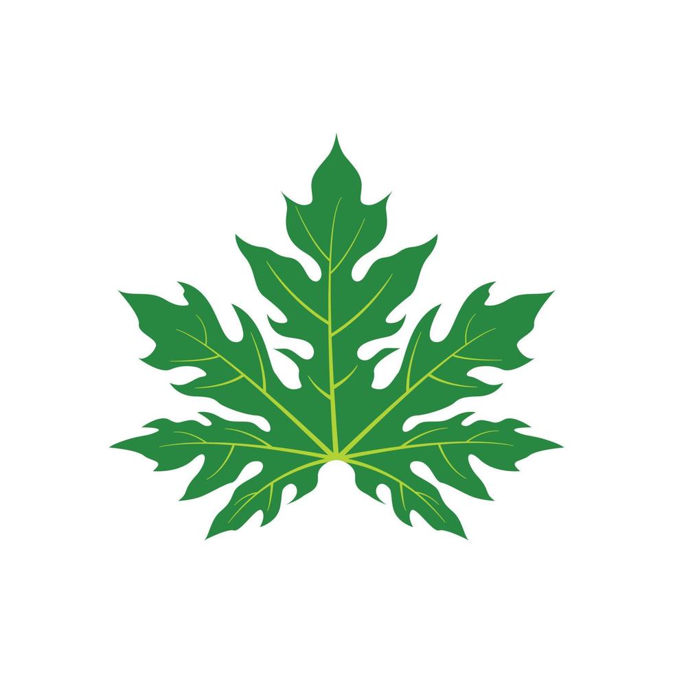 papaya leaf icon vector