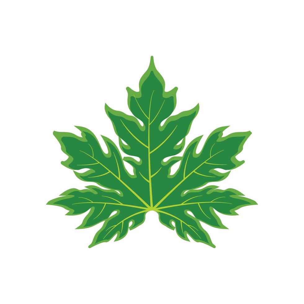papaya leaf icon vector