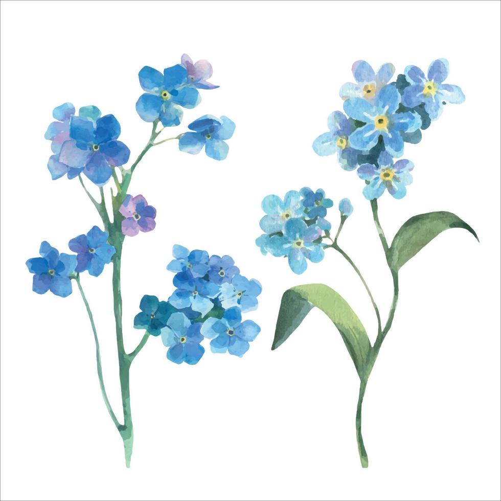 Watercolor vector floral illustration. Spring flowers, forget me not, field flowers.