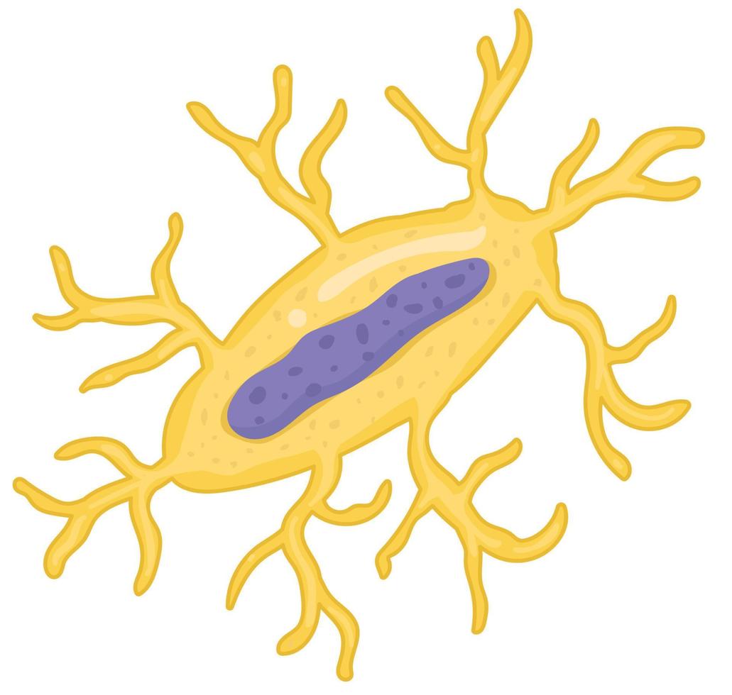 Inside the bone - Osteocyte Cell vector