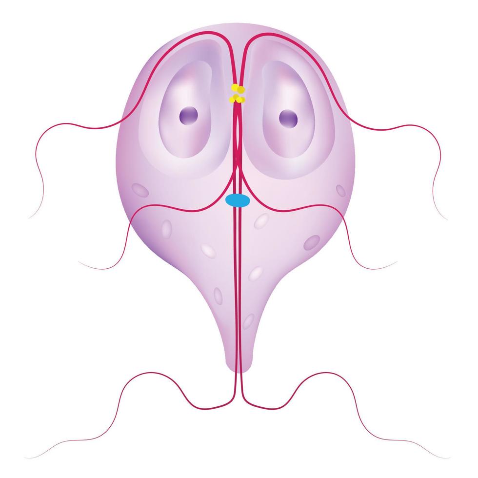 giardia es un género de protozoario. vector