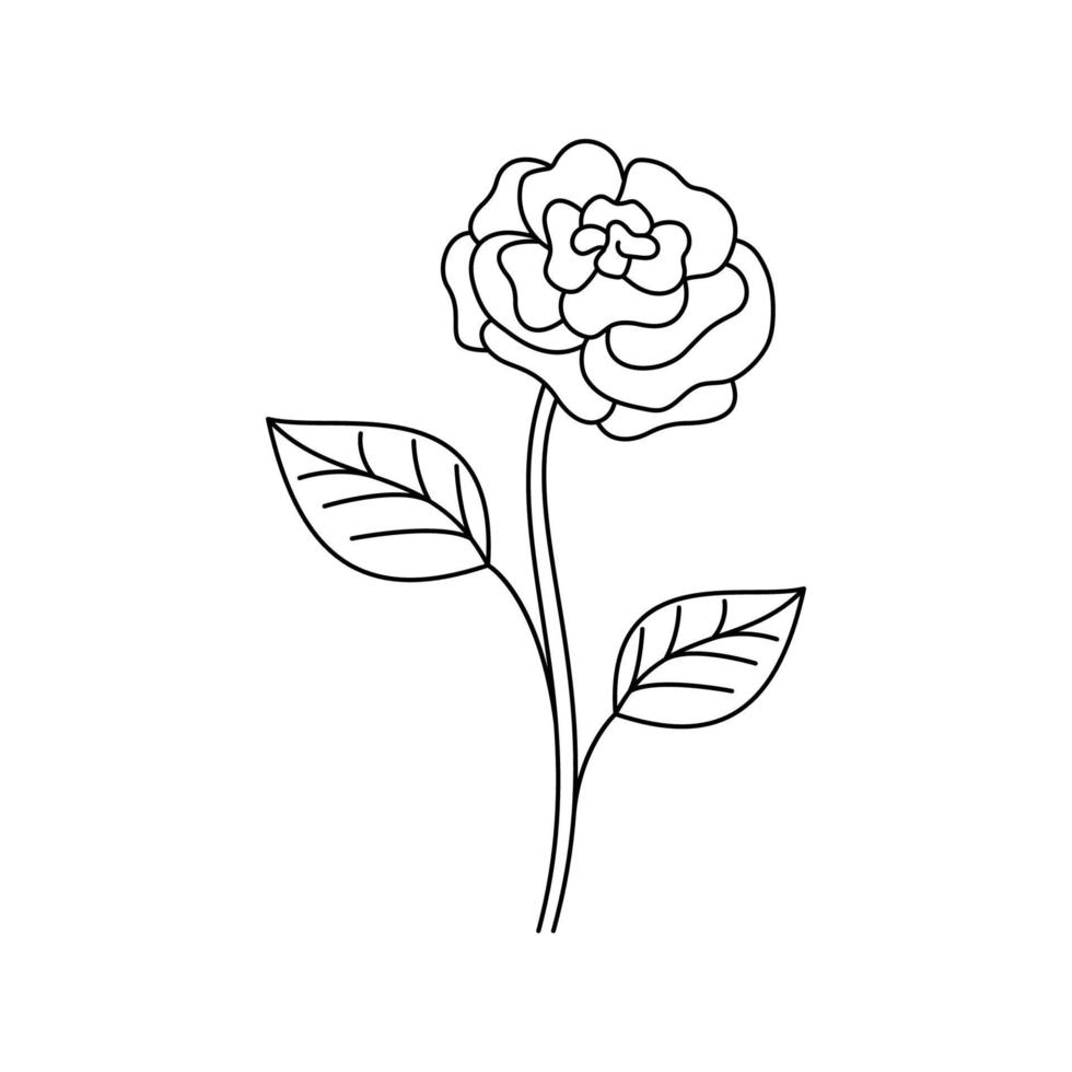 aislado vector lineal Rosa flor con hojas en blanco. mínimo moderno y sencillo contorno floral gráfico