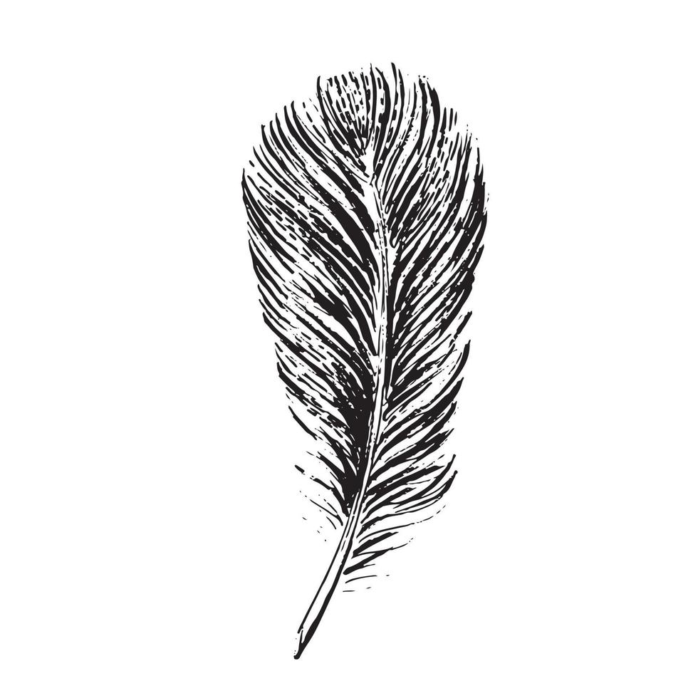 Feather on white background. Hand drawn sketch style. vector