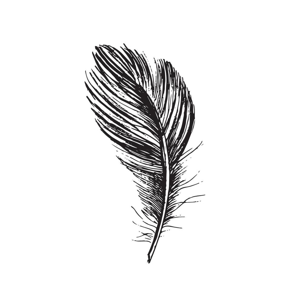 plumas sobre fondo blanco. estilo de boceto dibujado a mano. vector