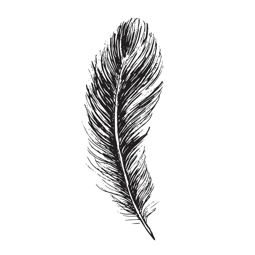 Feathers on white background. Hand drawn sketch style. 20899440 Vector ...