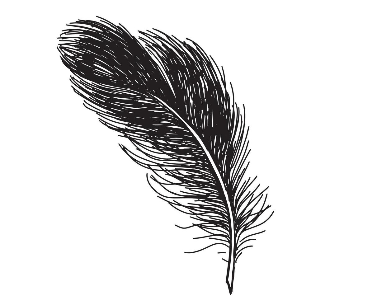 plumas sobre fondo blanco. estilo de boceto dibujado a mano. vector